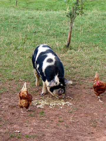 Pig_and_chickens